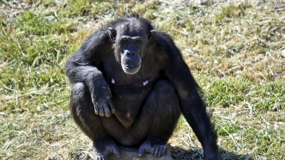 V Itálii uhynula jedna z nejstarších evropských šimpanzic. Starší jsou jen ve Dvoře Králové